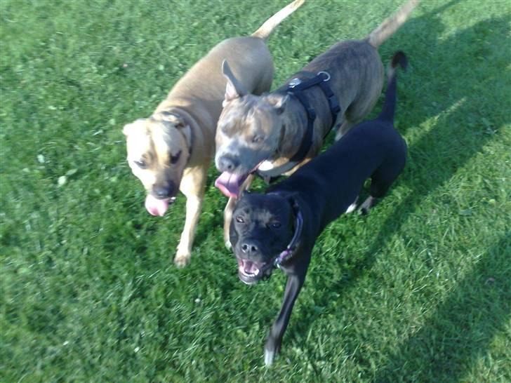 Legestue i Næstved billede 9