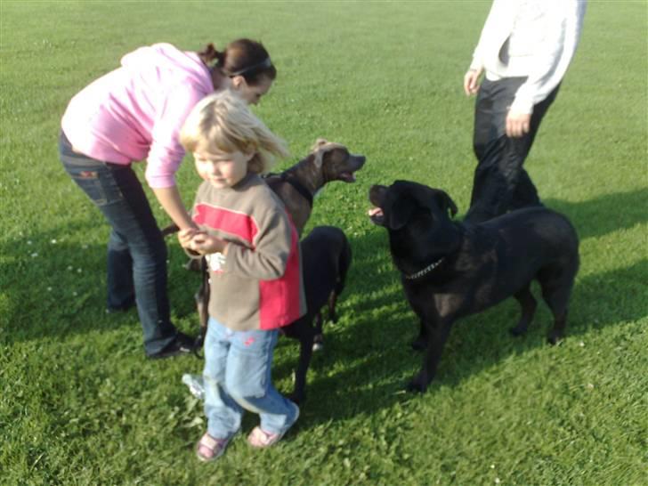 Legestue i Næstved billede 10