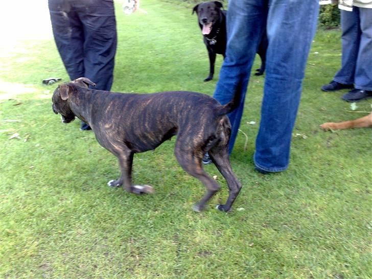 Legestue i Næstved billede 12