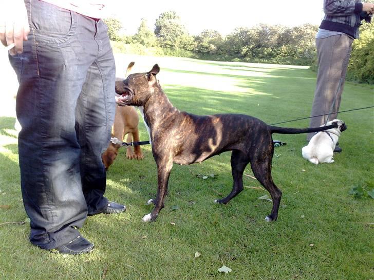 Legestue i Næstved billede 13