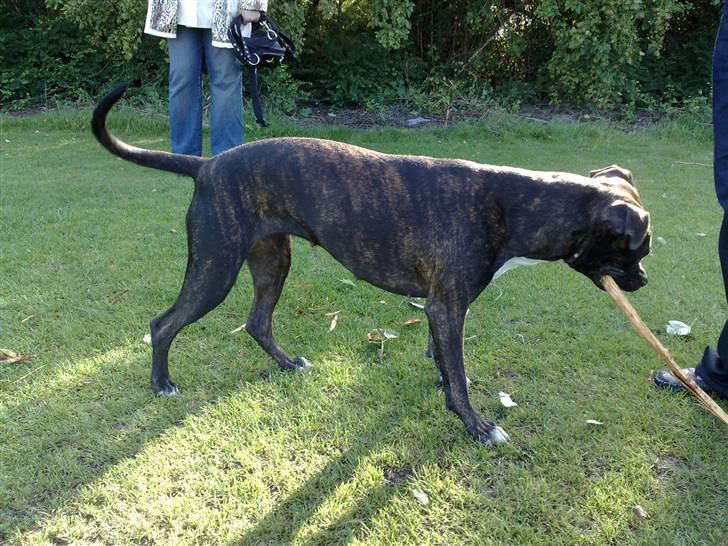 Legestue i Næstved billede 15