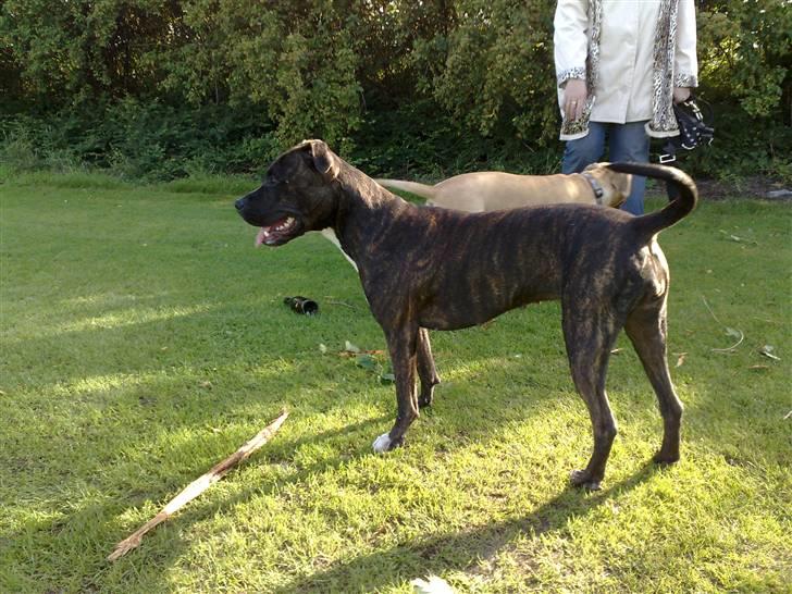 Legestue i Næstved billede 17