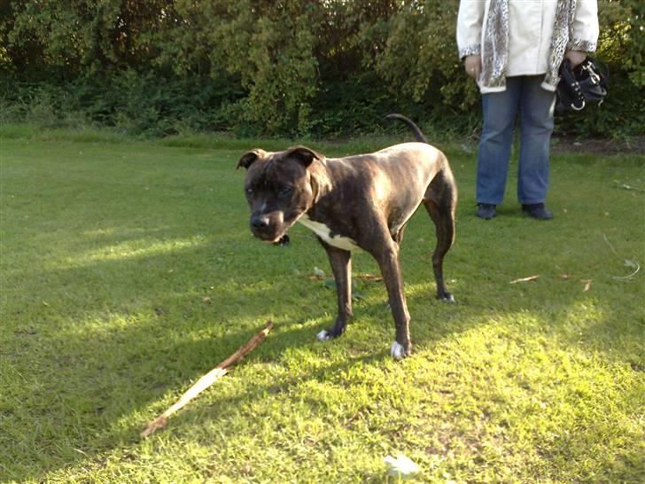 Legestue i Næstved billede 18