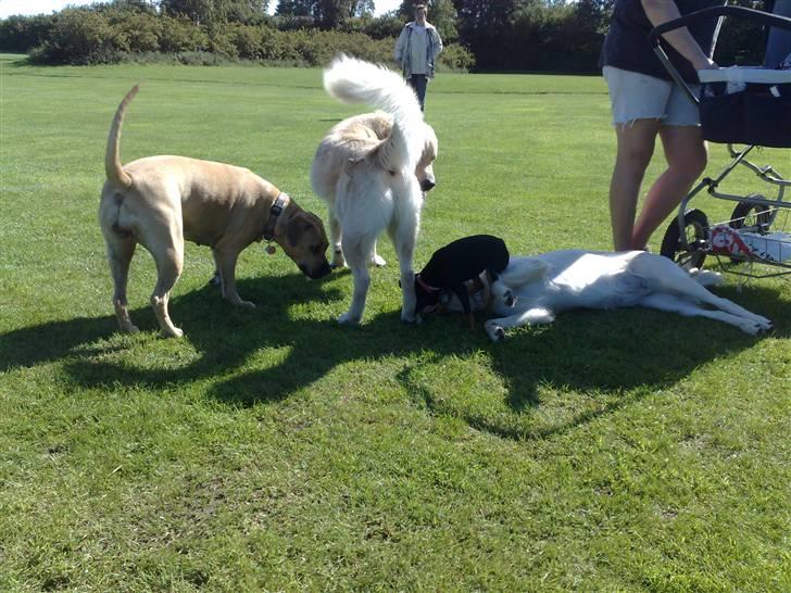 Legestue i Næstved billede 21