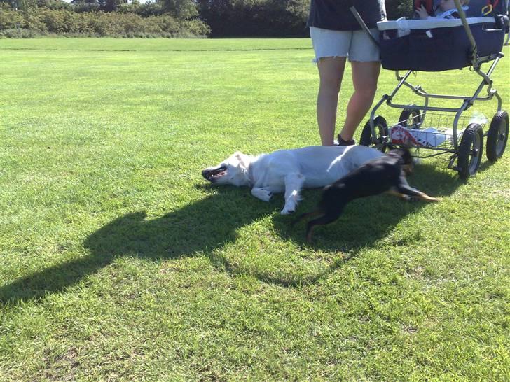 Legestue i Næstved billede 23