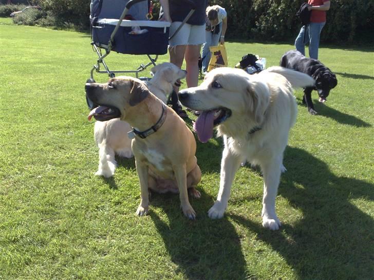 Legestue i Næstved billede 25