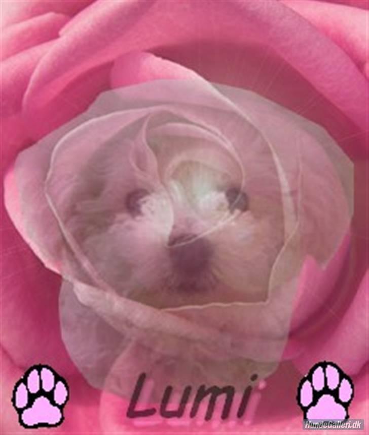 Superskønne tegninger og billeder fra andre - Fra NP. Det er kanon!! Lumi i centrum, ligesom hun er for mig :) Hehe...Mange mange tak!! billede 11