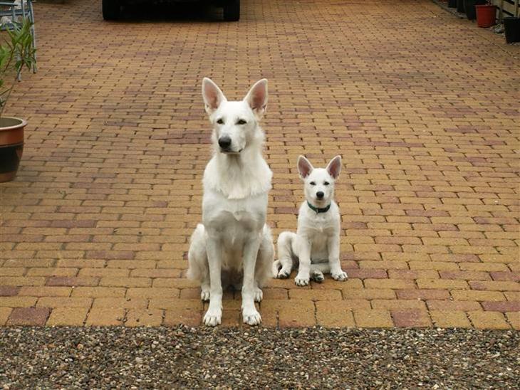 {{currentPhoto.altText}} billede {{currentPhoto.number}}