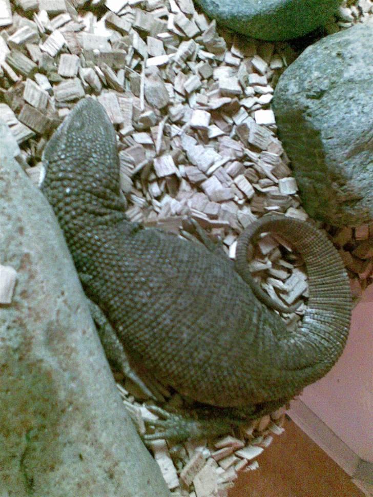 Steppevaran - Lillebrors skjulested. billede 1