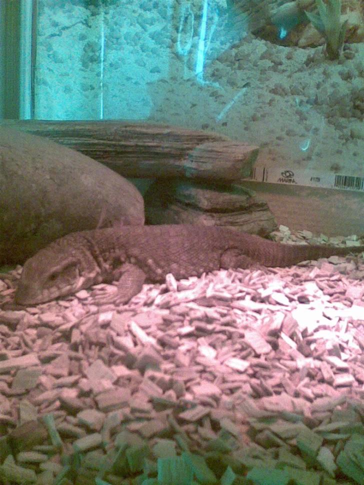 Steppevaran - Ligger under varmelampen billede 3