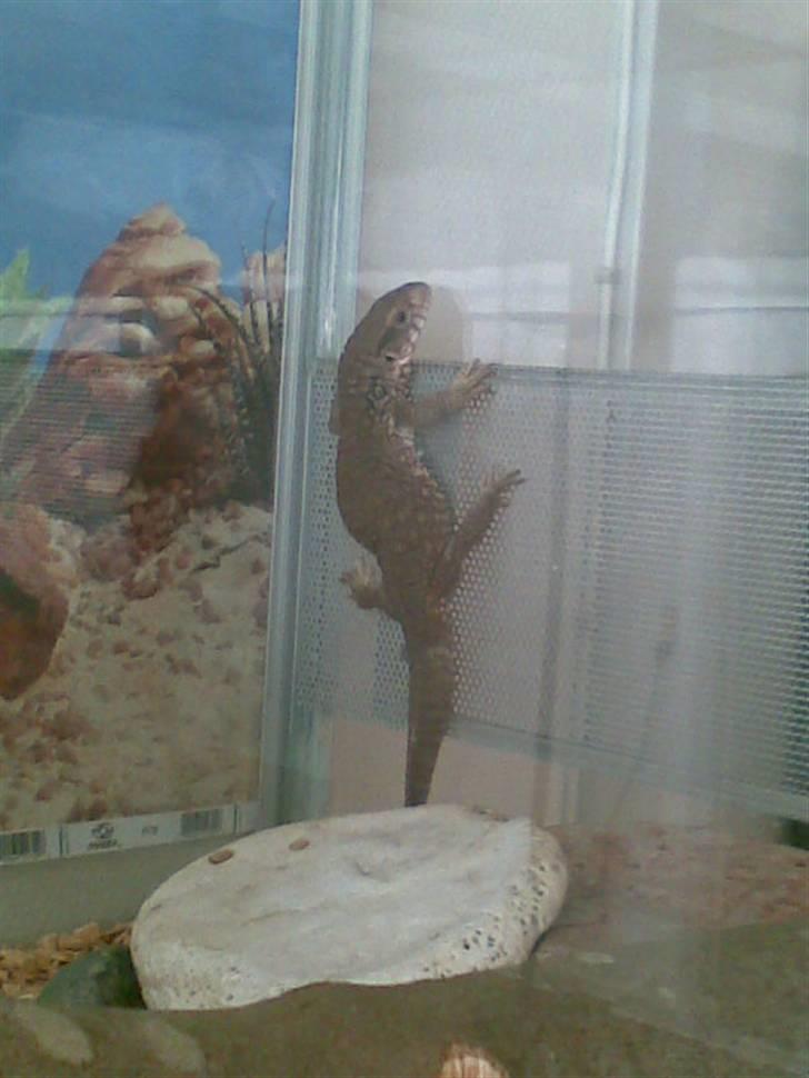 Steppevaran billede 4