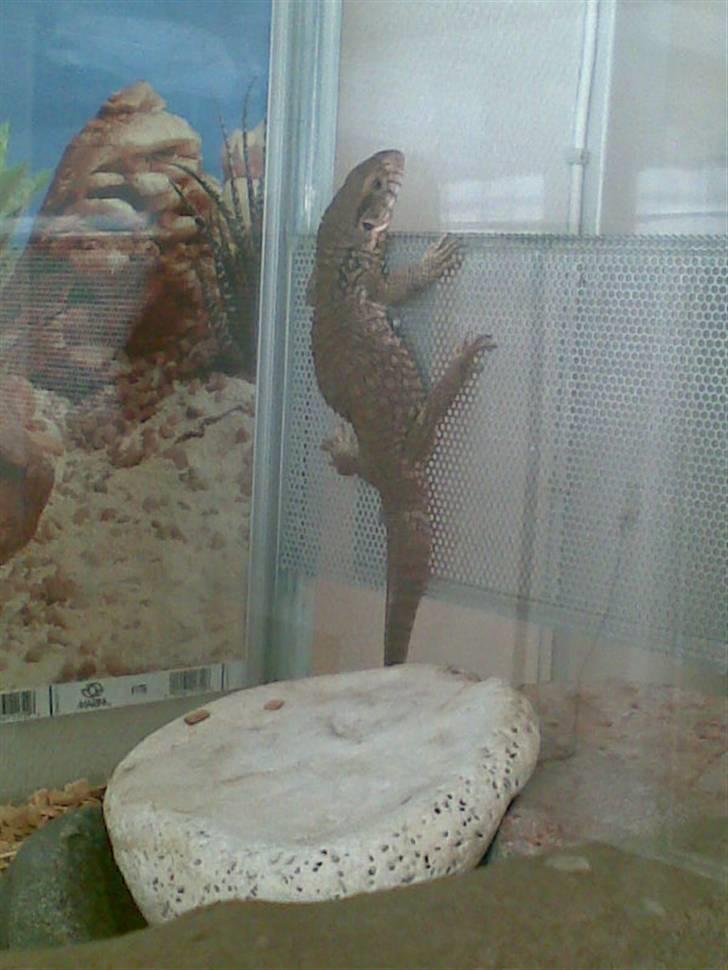 Steppevaran - Nyder at klatre. billede 6