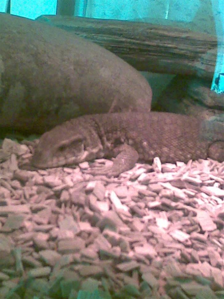 Steppevaran - Hygger sig i varmen. billede 7