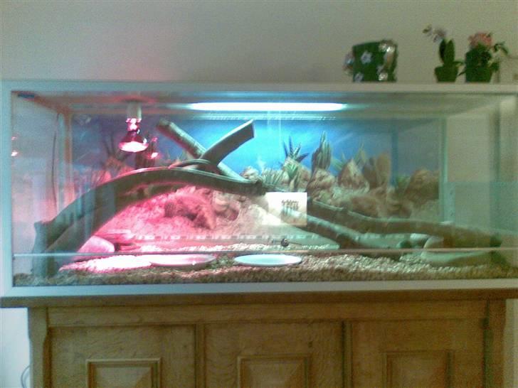 Steppevaran - Sådan så terrariet ud før. billede 9