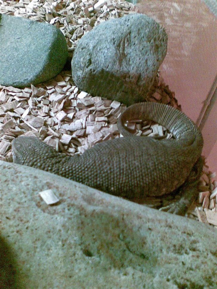 Steppevaran - Lillebror ligger lige om flyder billede 10