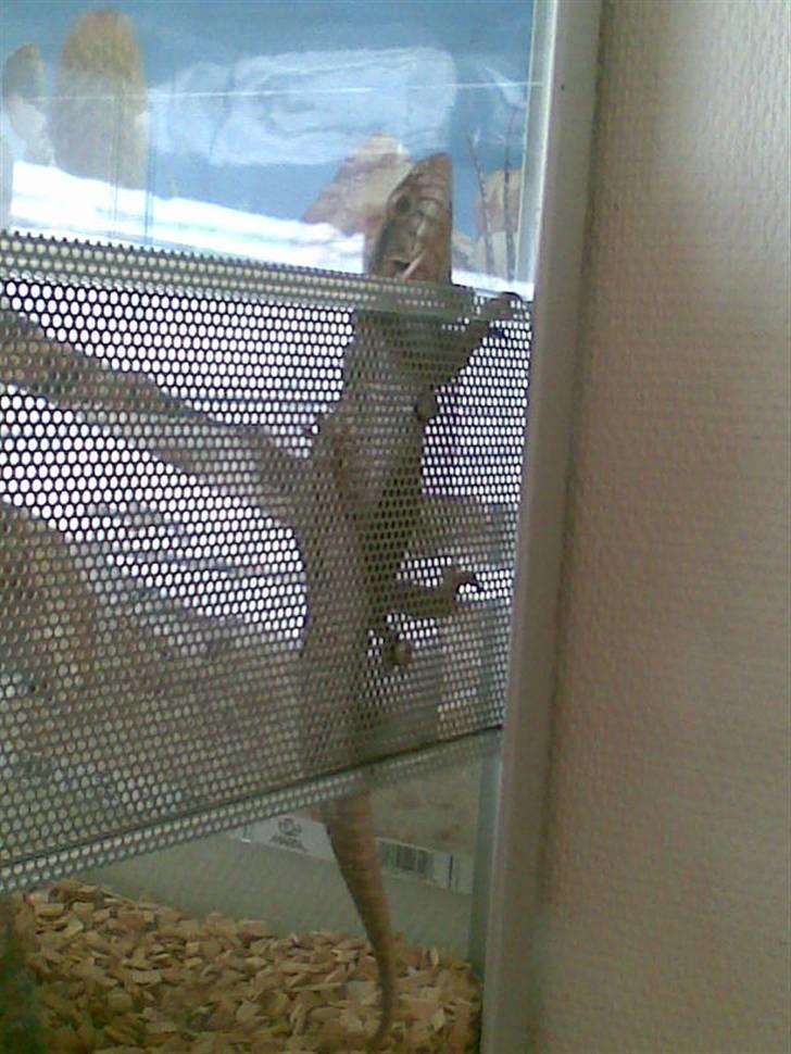 Steppevaran - Nysgerrige Lillebror. billede 11