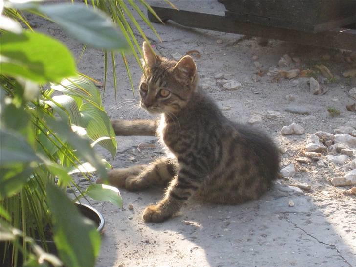 Ferie i Rumænien - Dejlig lille mis, der holdt til i en lukket blomsterbutik billede 8
