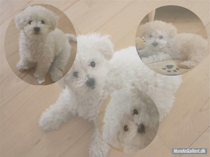 Superskønne tegninger og billeder fra andre - Fra Team Gravhund. Det ser vildt cool ud med lagene!! Det er kanon. Tak!!! billede 13