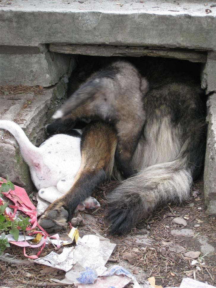 Ferie i Rumænien - Da vi gik rundt om kirken og kiggede, hørte vi pludselig en puslen under en trappe...  og det var hvad vi fandt. billede 20