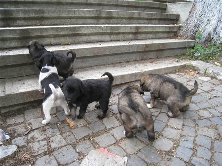 Ferie i Rumænien - De skønneste små hvalpe billede 21