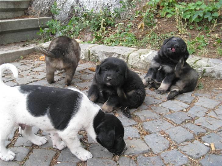 Ferie i Rumænien - Ihhhh, jeg ku ha taget dem allesammen med hjem.... billede 22