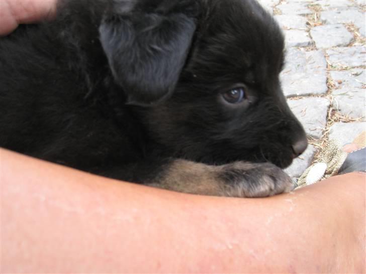 Ferie i Rumænien - Han syns lige han sku spise min sko... den lille bisse billede 23