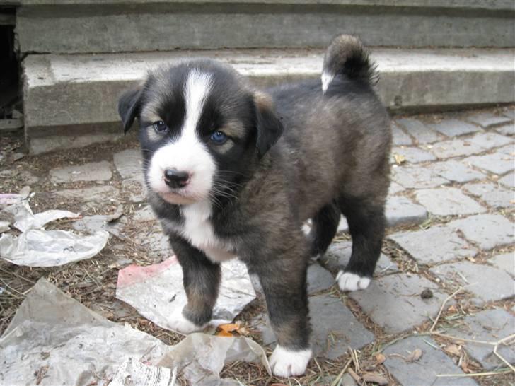 Ferie i Rumænien - Lækker lille hvalp billede 24