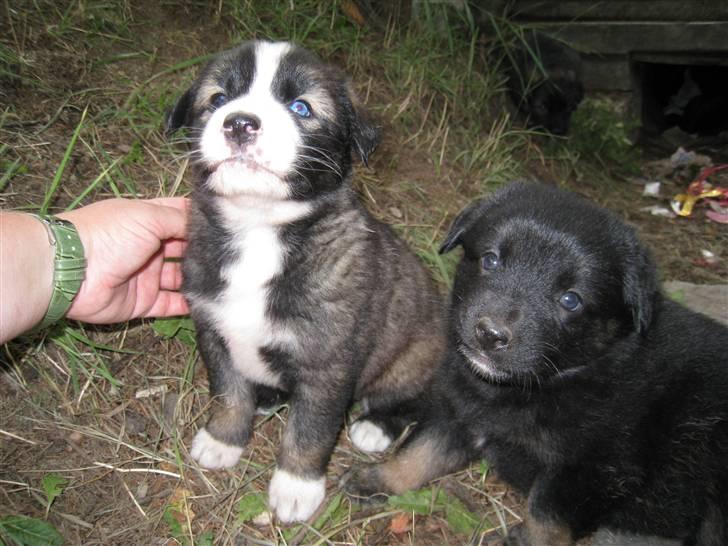 Ferie i Rumænien - Er de ikke bare nuser? billede 25