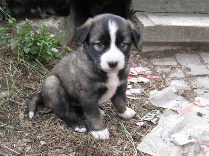 Ferie i Rumænien - Ham her var bare så skøn... se de øjne.... billede 26