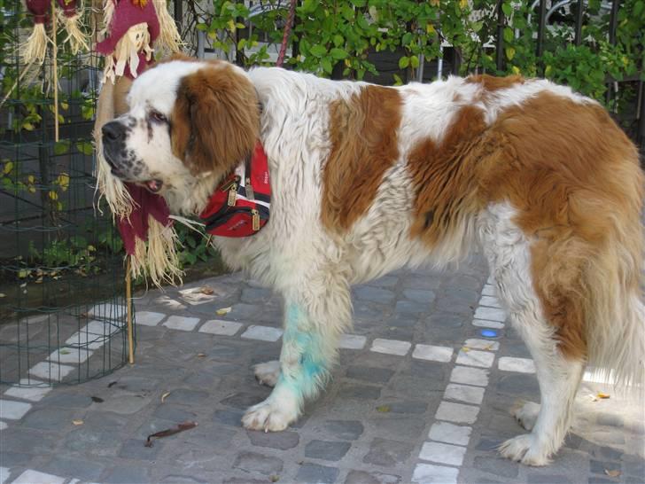 Ferie i Rumænien - Ham her var der en der ejede... tror det var blomsterhandleren billede 28