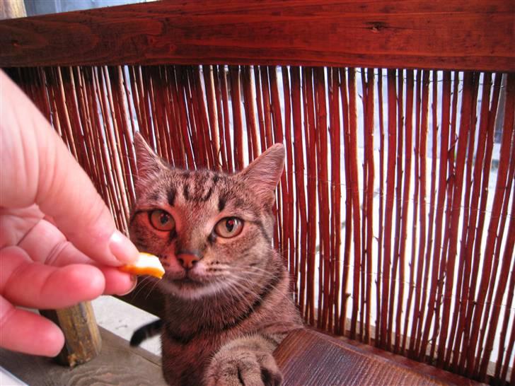 Ferie i Rumænien - Denne lille mis delte jeg mig frokost med... den var godt tilfreds billede 29