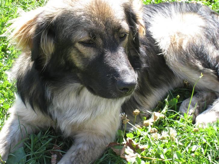 Ferie i Rumænien - En smuk gadehund billede 33