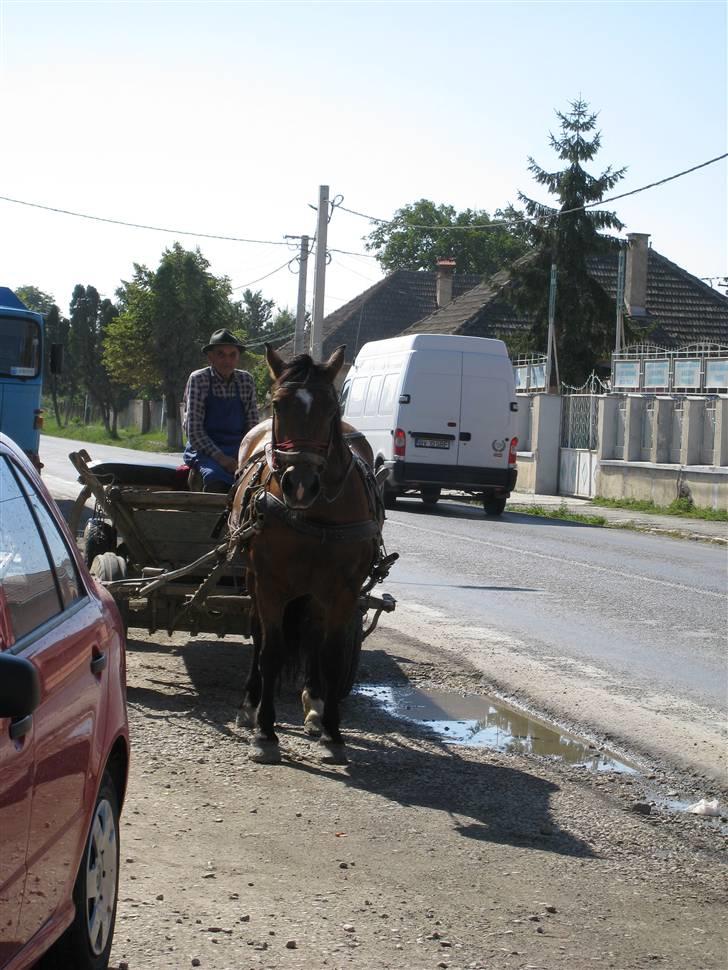 Ferie i Rumænien - En mand og hans hest billede 36