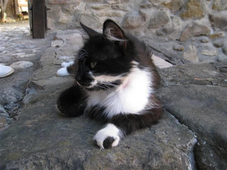 Ferie i Rumænien - En lille højgravid mis, der virkeligt havde det varmt billede 37