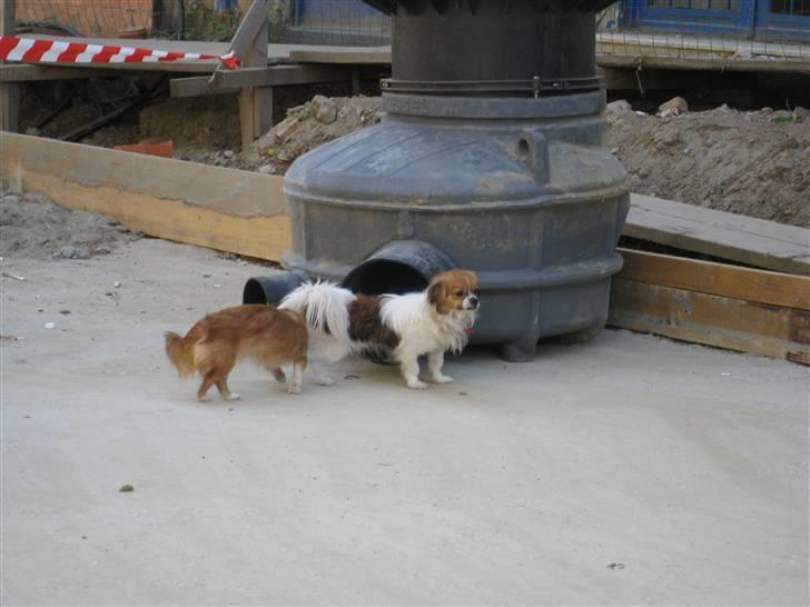 Ferie i Rumænien - 2 små banditter, vi mødte på gaden i Bukarest billede 51