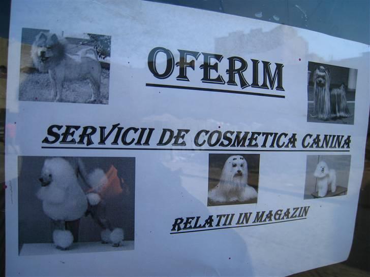 Ferie i Rumænien - Hundeklipper annoncerer i en dyrehandel billede 54