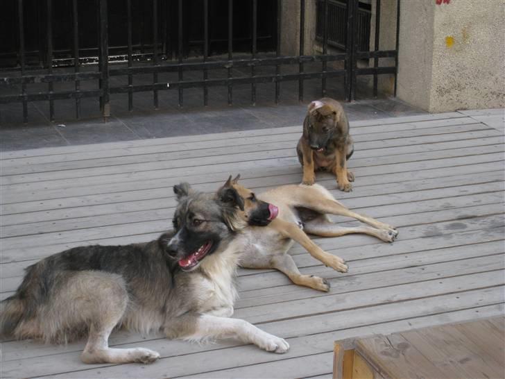 Ferie i Rumænien - En lille familie vi mødte på vores vej billede 56