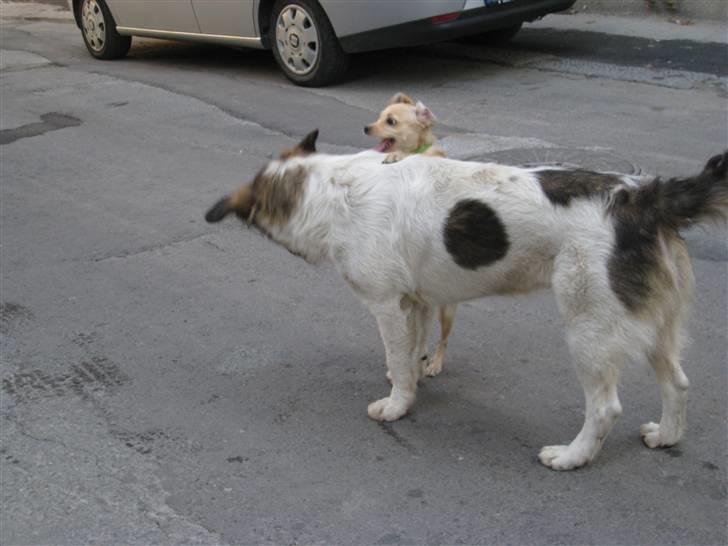 Ferie i Rumænien - Disse 2 halvstore hvalpe rendte og legede på gaden. Heldigvis var der ikke så meget trafik den dag. billede 57