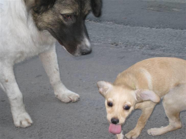 Ferie i Rumænien - Små banditter... er de ikke søde? billede 58