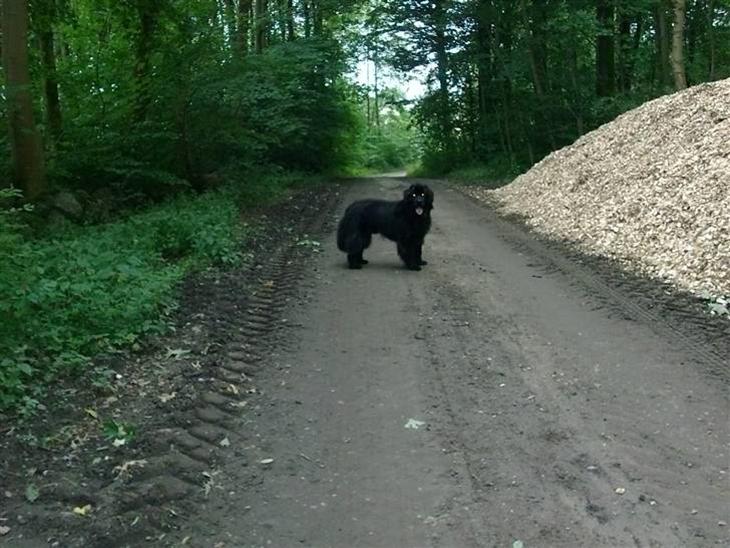 {{currentPhoto.altText}} billede {{currentPhoto.number}}