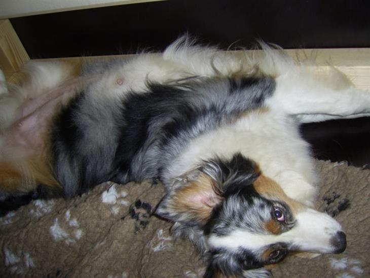 {{currentPhoto.altText}} billede {{currentPhoto.number}}