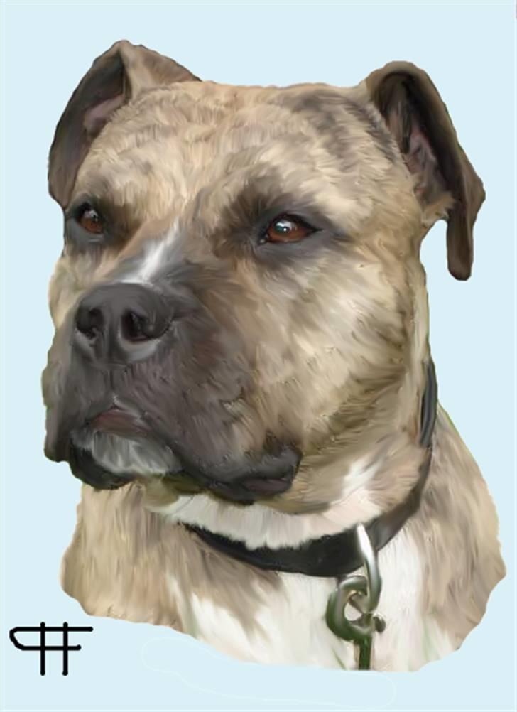 Tegninger af andres hunde - Amerikansk staffordshire terrier Magic. billede 205