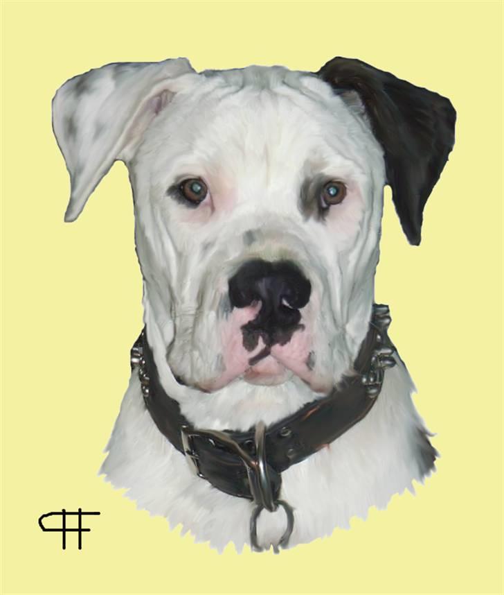 Tegninger af andres hunde - Amerikansk bulldog harley. billede 206