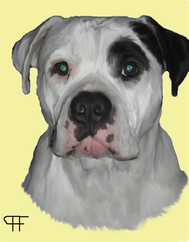 Tegninger af andres hunde - Amerikansk bulldog sheila. billede 207