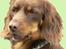 Tegninger af andres hunde - Blanding af racer Bonzo.