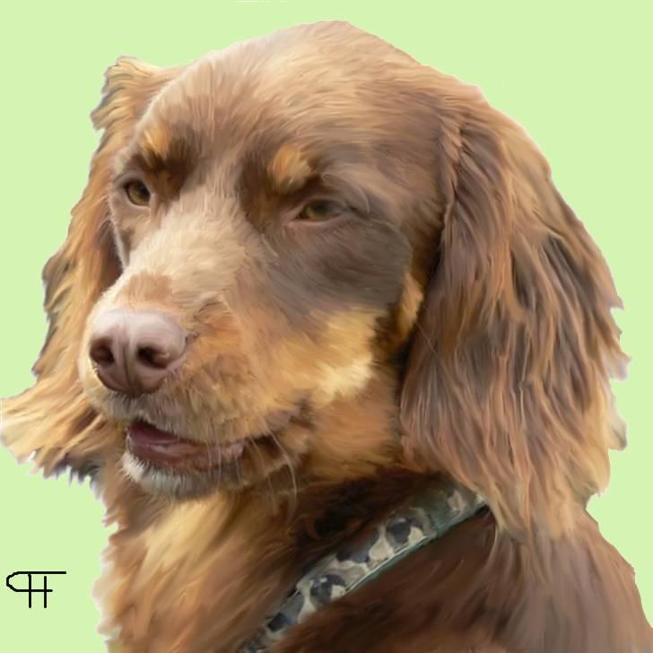 Tegninger af andres hunde - Blanding af racer Bonzo. billede 208