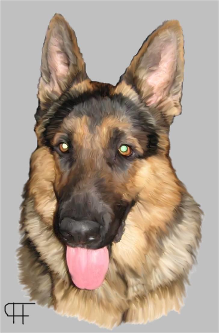 Tegninger af andres hunde - Schæferhund Karo. billede 209