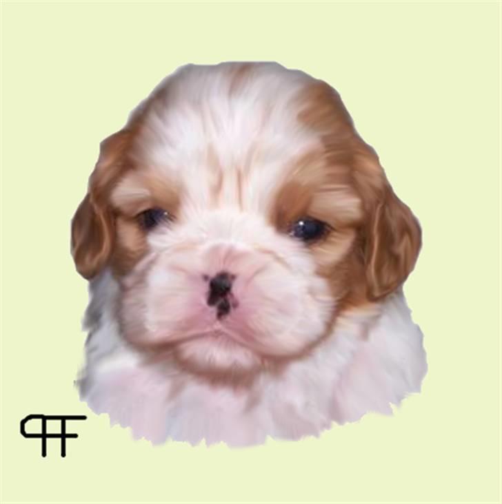 Tegninger af andres hunde - Cavalier king charles spaniel Cirkeline. billede 210