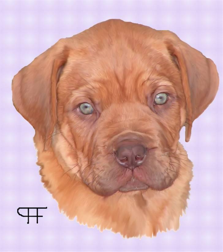 Tegninger af andres hunde - Dogue de bordeaux Ronja billede 213