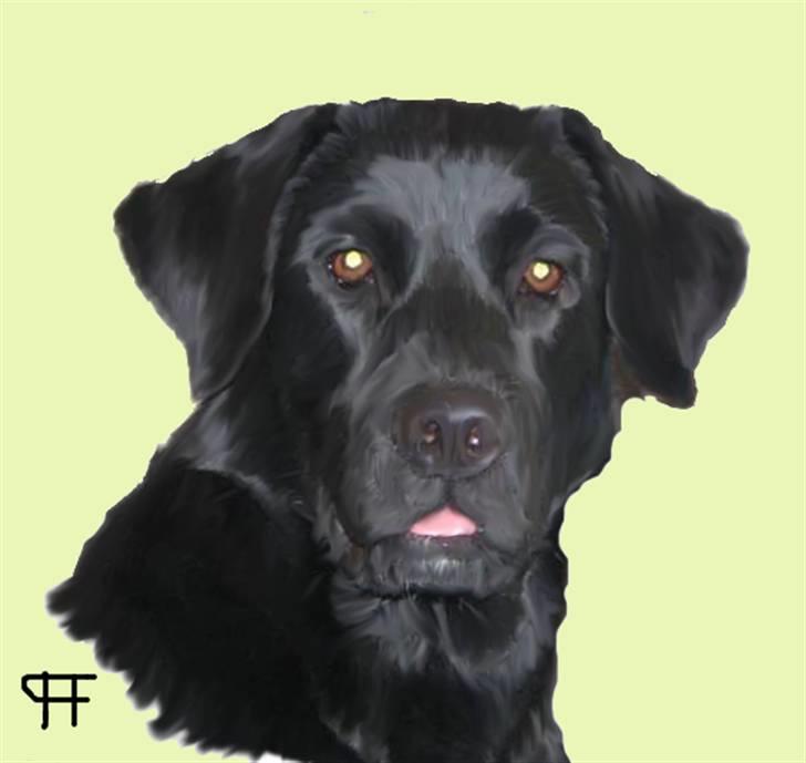 Tegninger af andres hunde - Blanding af racer Molli . billede 214